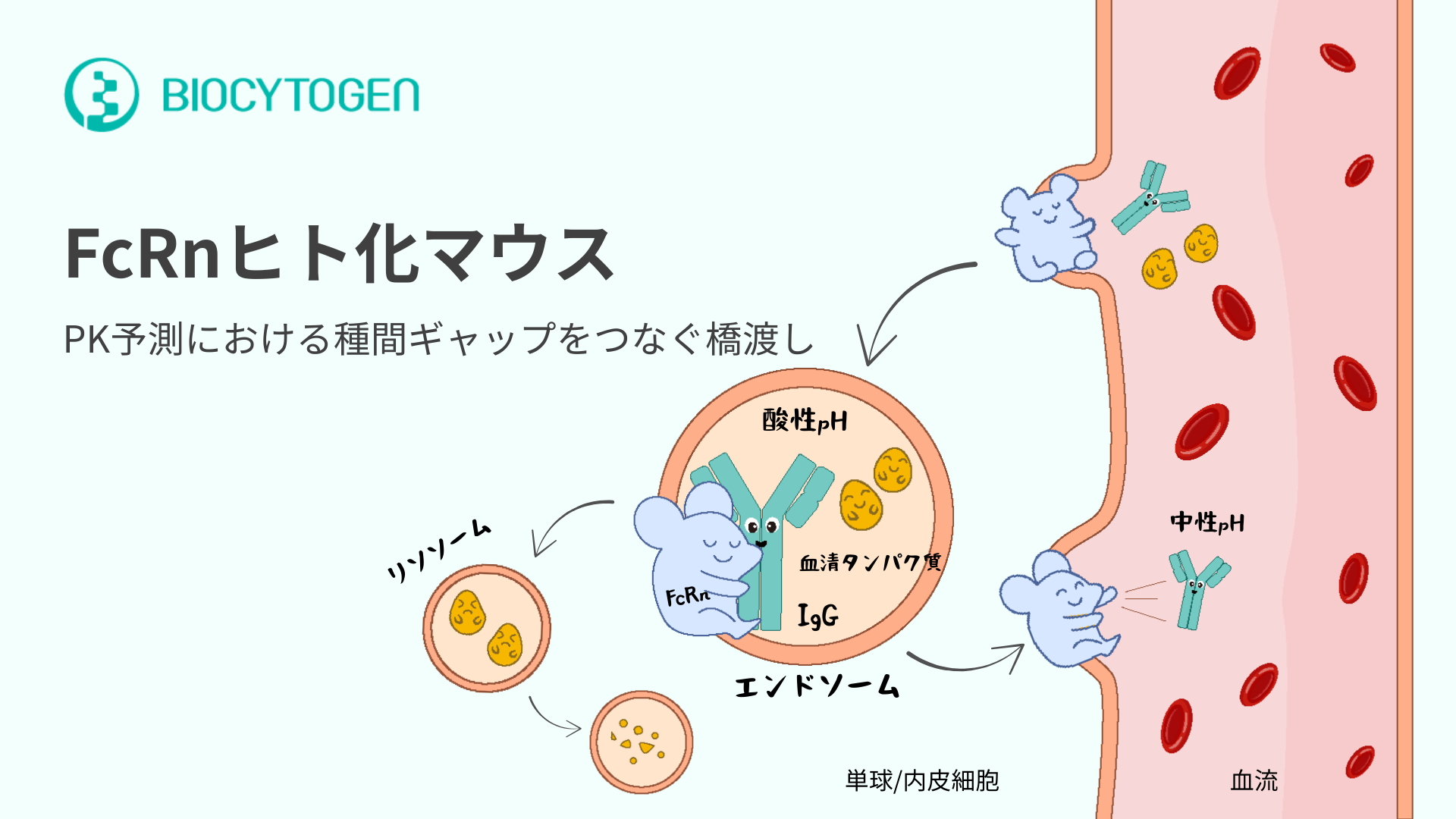生物種のギャップを埋める：FcRn ヒト化モデルで抗体のPK予測を向上させる