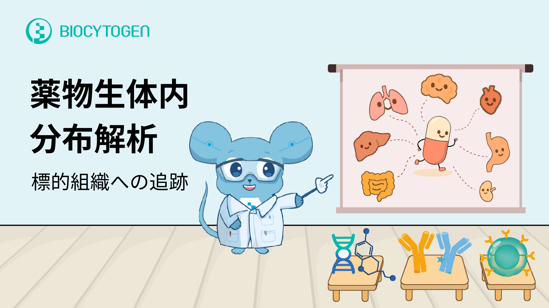 薬剤の生体内分布マッピング：標的組織への経路を追跡する