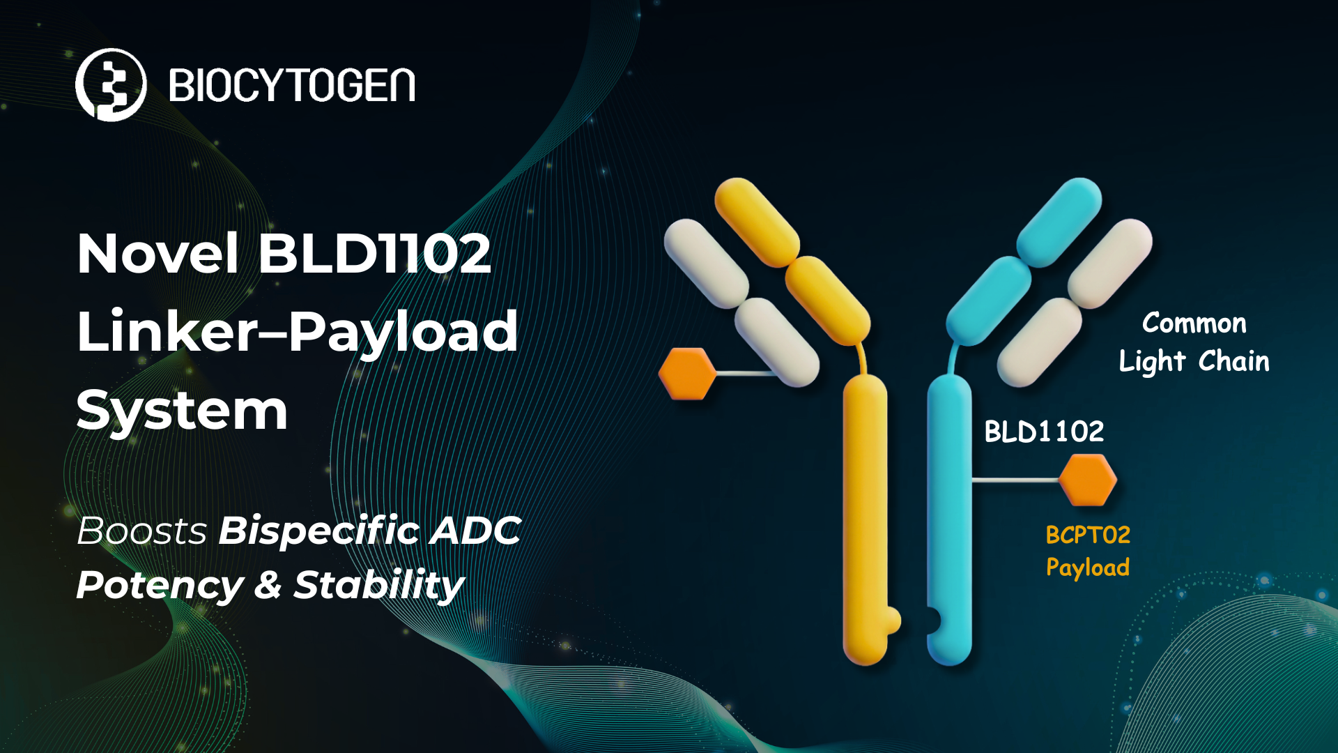 BLD1102: Novel Linker&ndash;Payload System for Potent, Highly Stable Bispecific ADCs