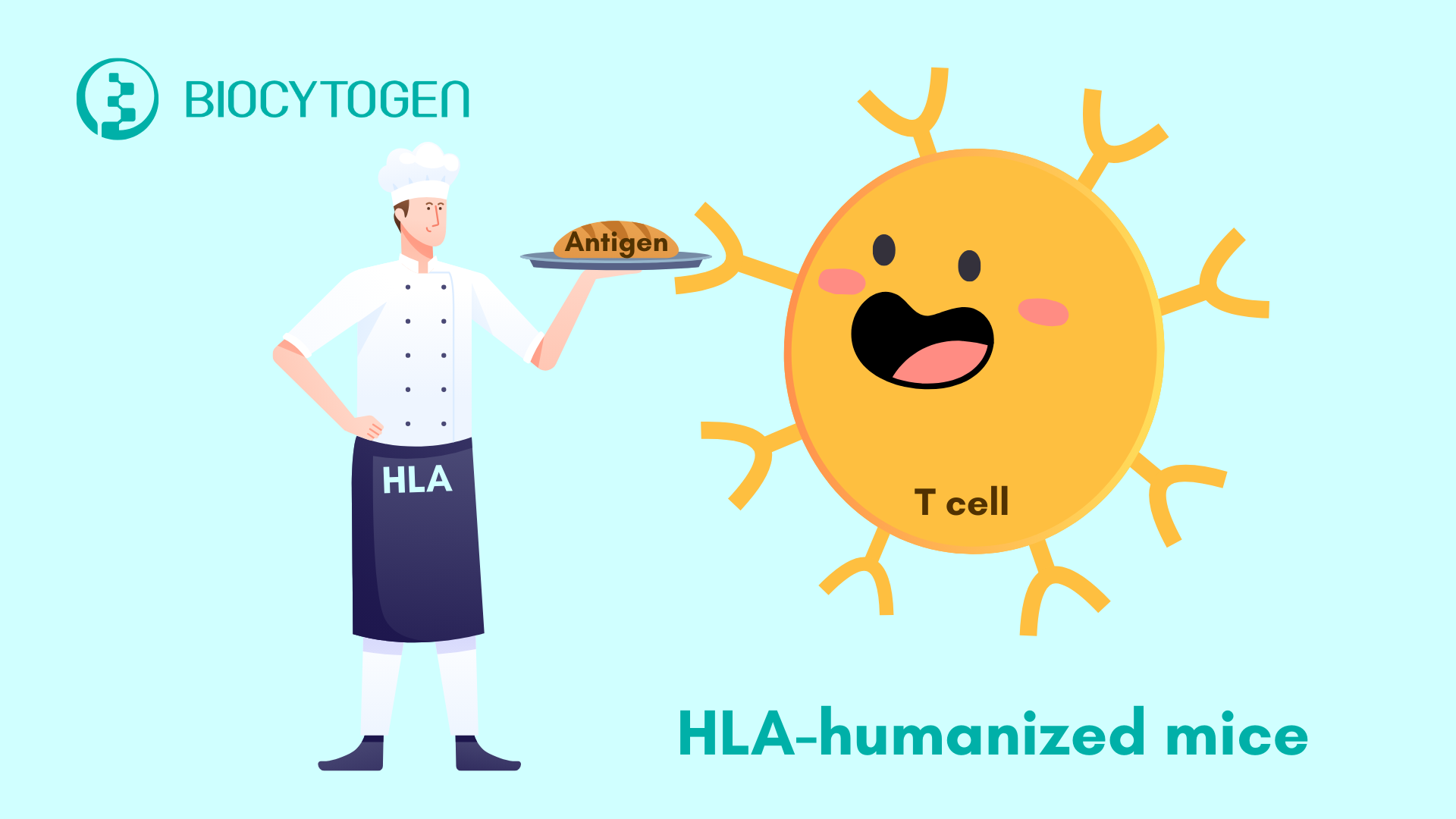 HLA 인간화 마우스가 전임상 연구와 면역치료에 미치는 영향