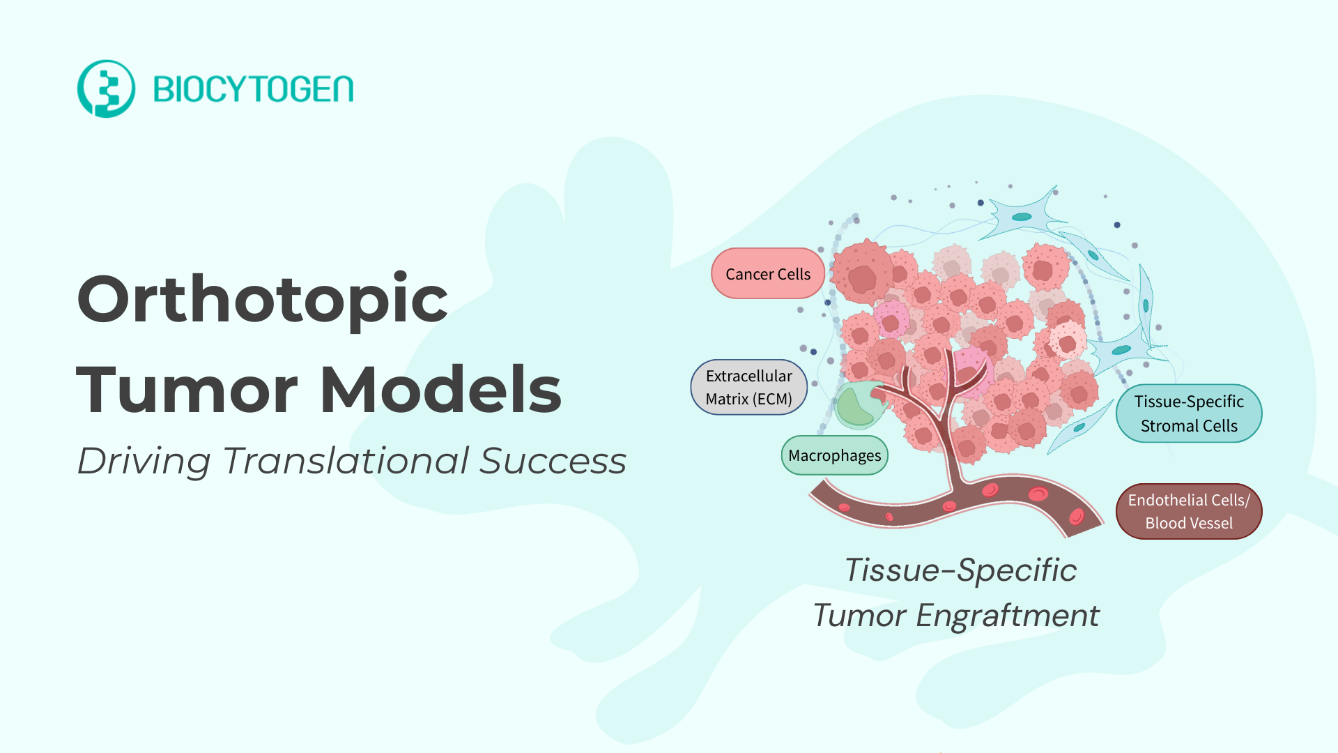 Unlock Clinically Predictive Insights with Biocytogen&rsquo;s Orthotopic Tumor Models
