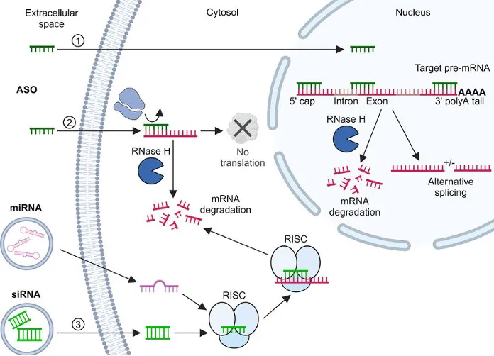 从减重代谢到神经疾病：小核酸药物的临床突破与人源化模型应用