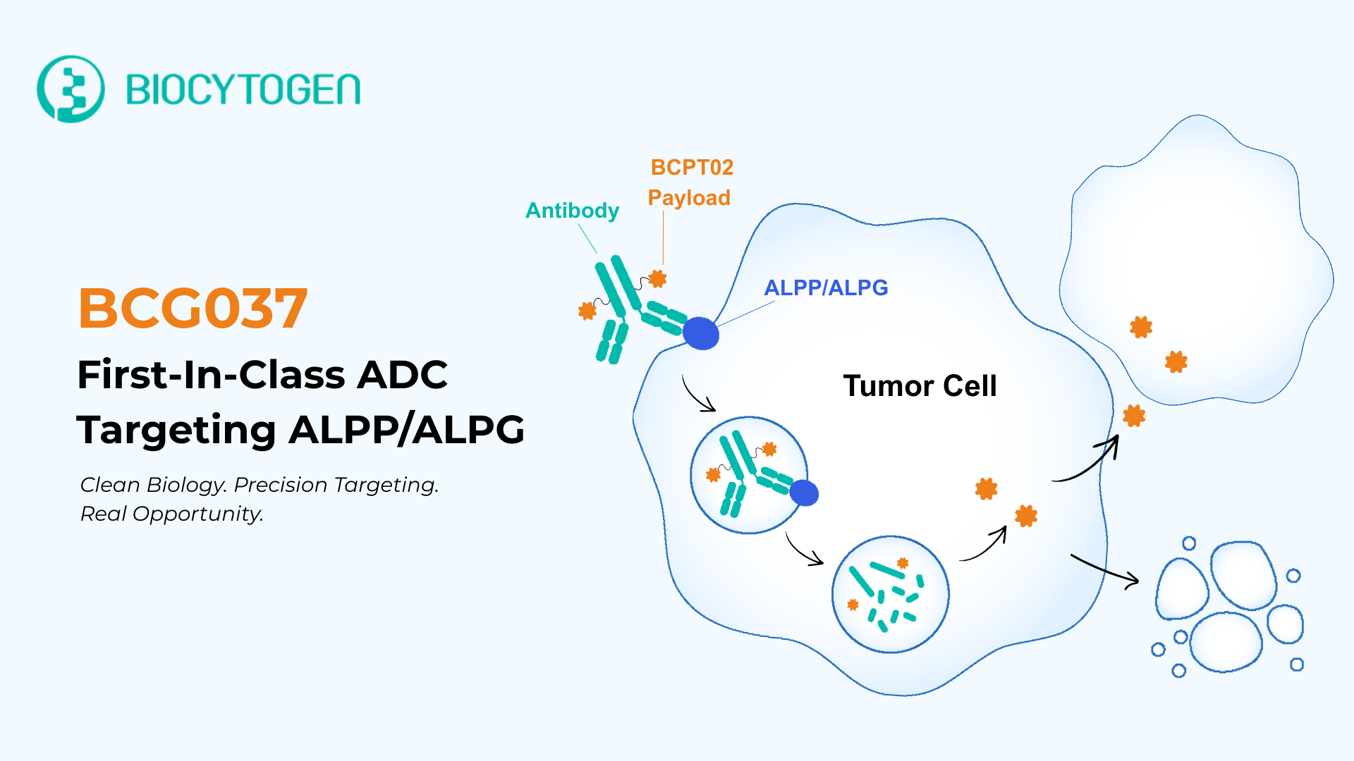 Targeting ALPP/ALPG: Biocytogen's Next-Gen, First-In-Class Fully Human Antibody-Drug Conjugates