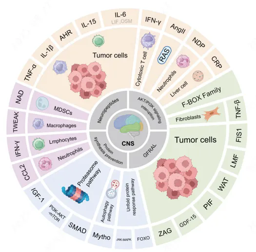 三大癌症恶病质模型药效评估指南：化学诱导、同源肿瘤与CDX的可转化策略