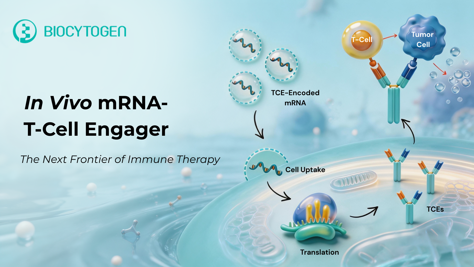 In Vivo mRNA T-Cell Engagers: Advancing the Next Frontier with Translational Models