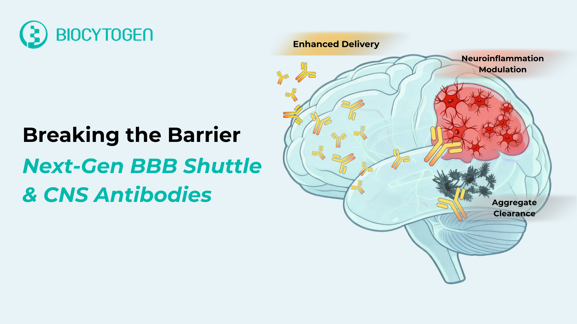 Breaking the Barrier: The Next Wave of CNS Antibody Therapeutics