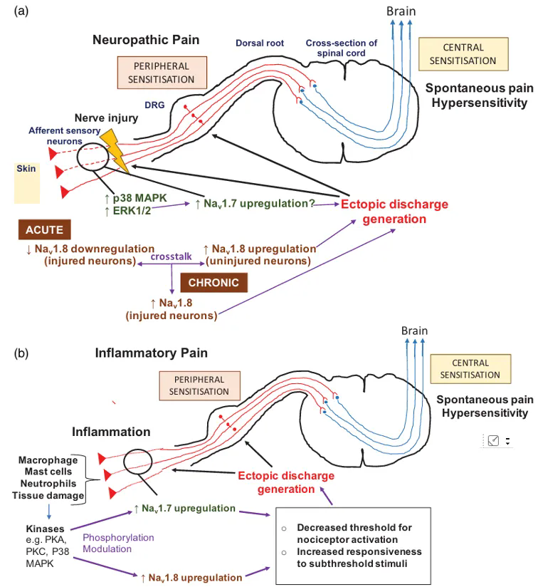Nav1.8人源化模型：加速非阿片镇痛研发
