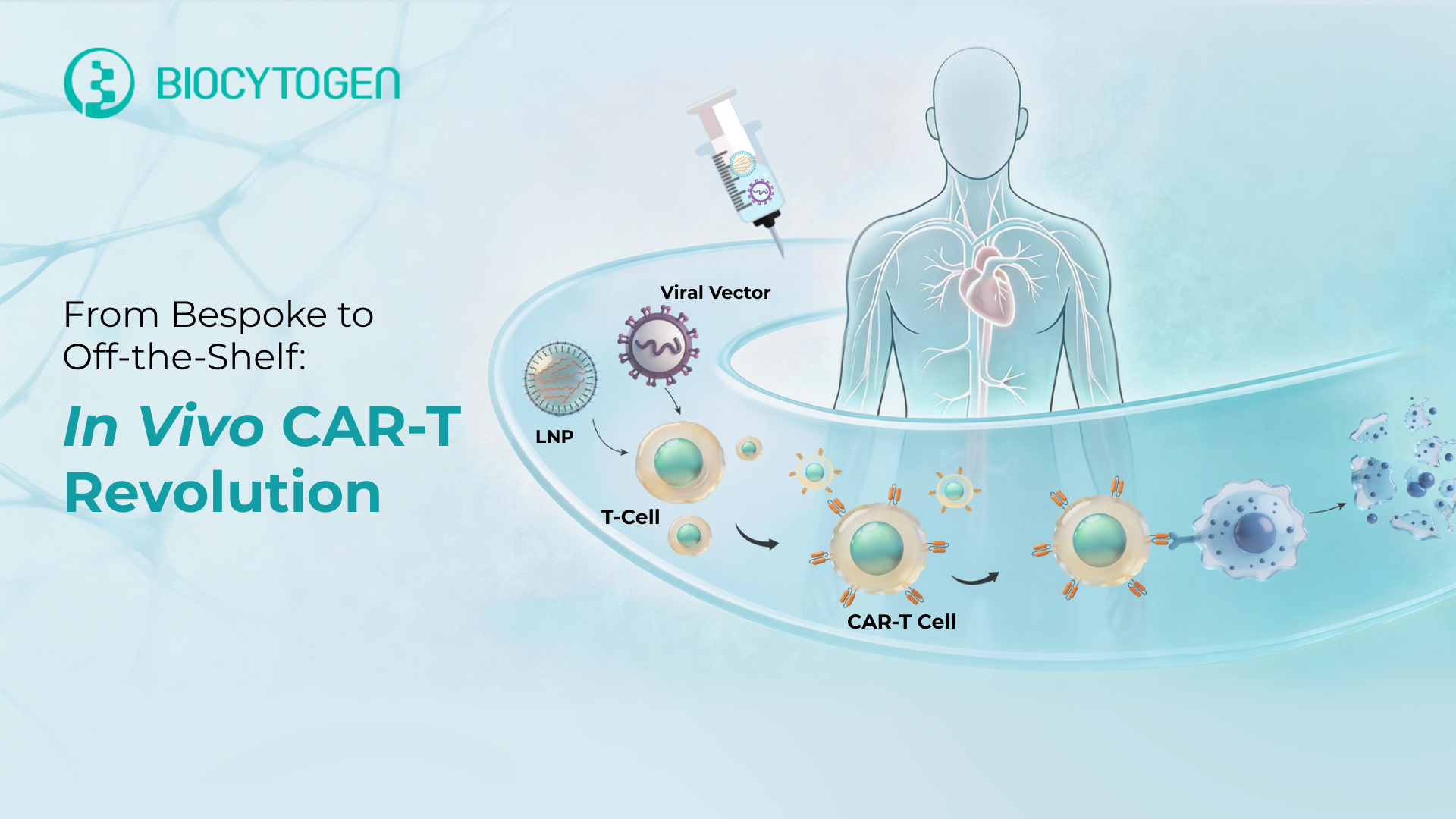 From Bespoke to Off-the-Shelf: Biocytogen's Solutions for Next-Gen In Vivo CAR-T
