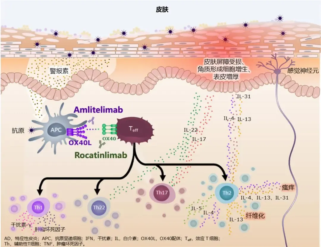 OX40L单药见顶后，双靶联用抢跑自免赛道