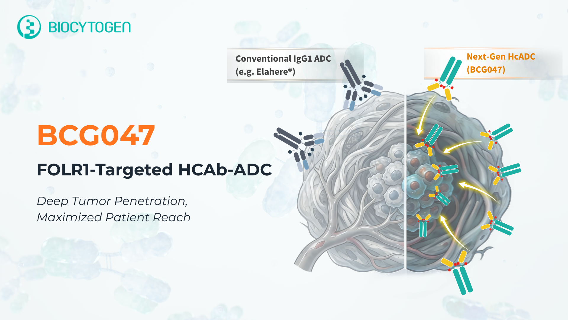 Unlock Blockbuster FOLR1 Opportunity: Next-Generation HCAb-ADC Reaches All Patients