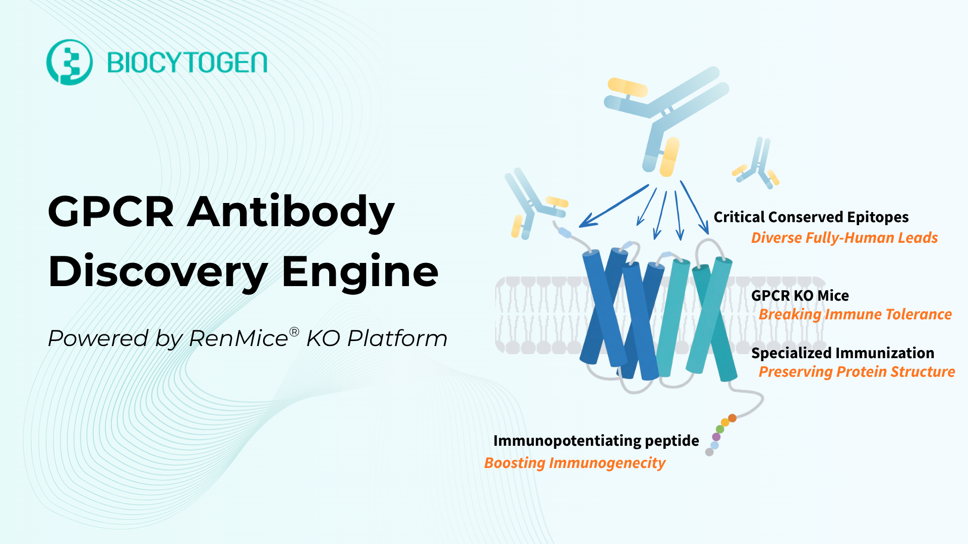 Unlocking "Invisible" GPCR Epitopes: Biocytogen's RenMice KO Antibody Discovery Engine