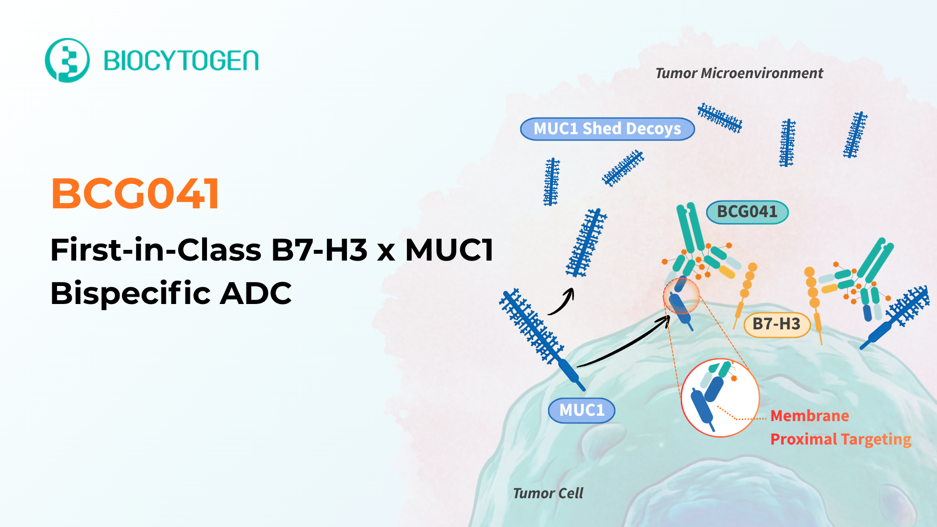 First-in-Class B7-H3 x MUC1 Bispecific ADC: Redefining Precision in Solid Tumor Therapy