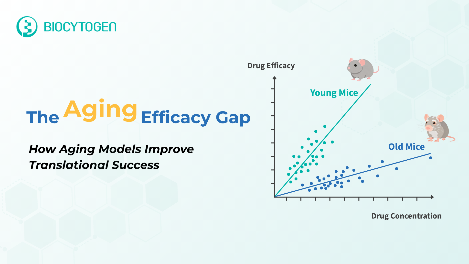 Bridging the Efficacy Gap: Why Aging Models Are Essential for Modern Drug Discovery