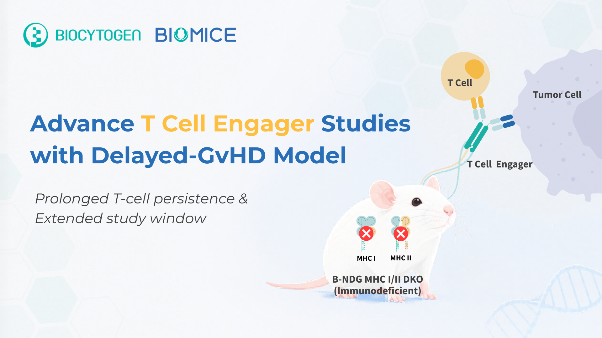 Advancing T Cell Engager Research with Immunodeficient & Delayed-GvHD Mouse Model