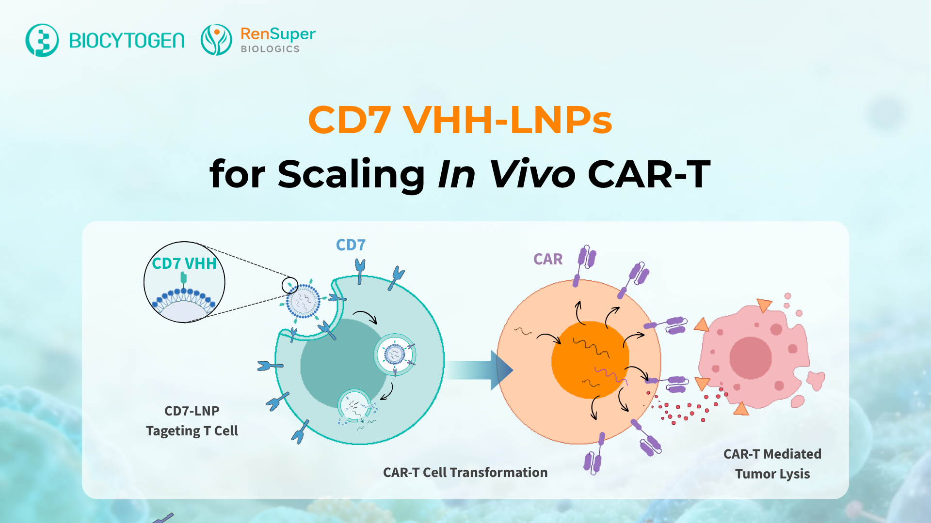 CD7-Targeted Ab-LNPs: Enabling Scalable In Vivo CAR-T Through Fully Human VHH Engineering