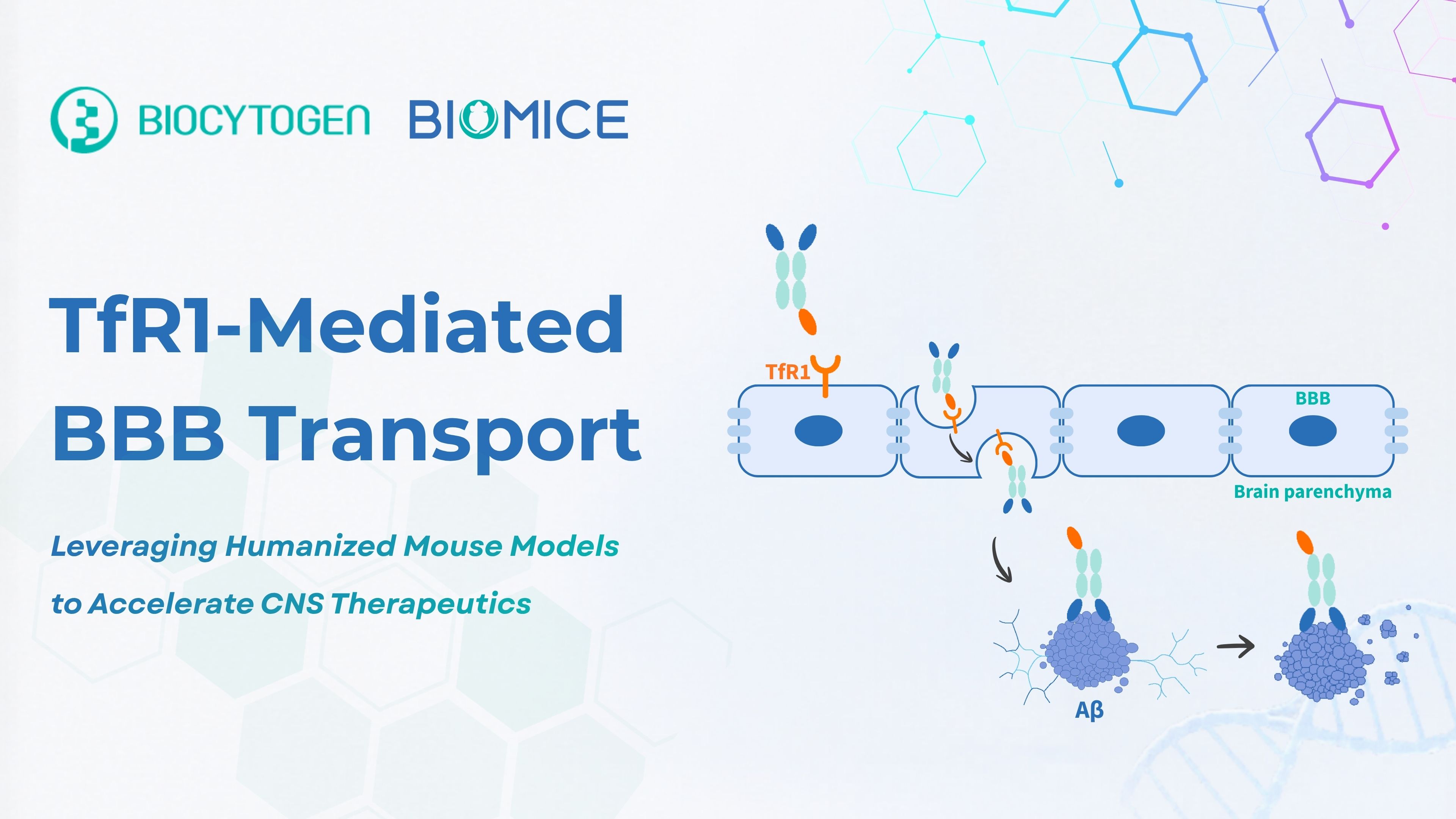 TfR1-Mediated BBB Transport: Leveraging Humanized Mice Models to Accelerate CNS Therapeutics
