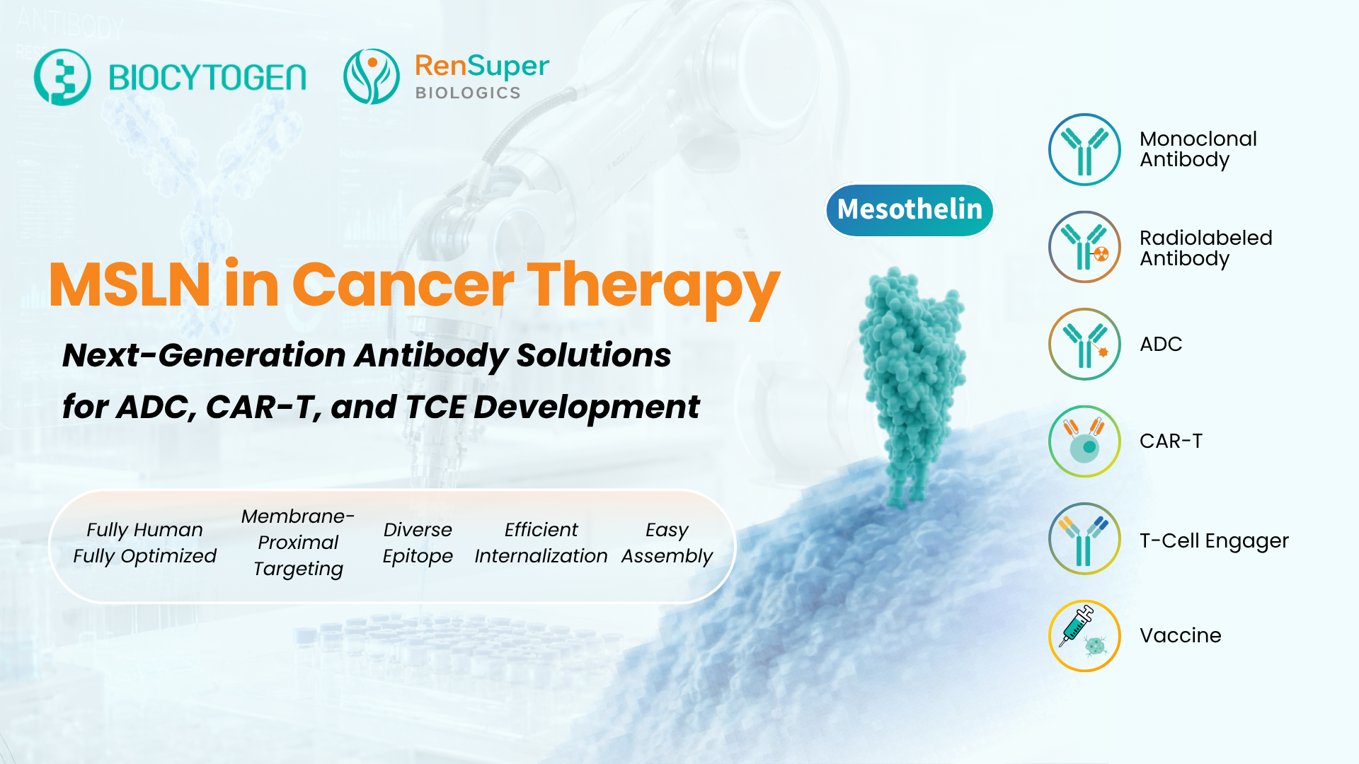 MSLN in Cancer Therapy: Next-Gen Antibody Solutions for Advanced Modalities