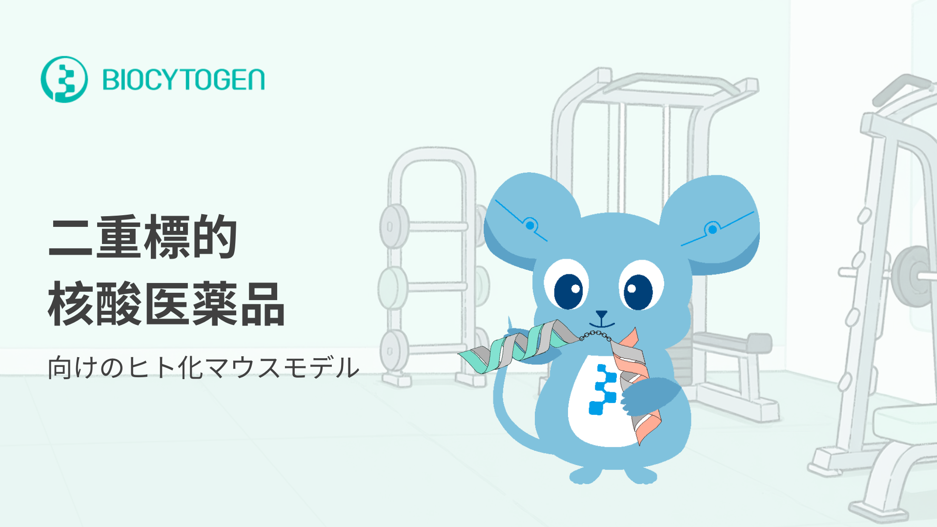 ヒト化モデルで二重標的低分子核酸治療薬の開発を加速