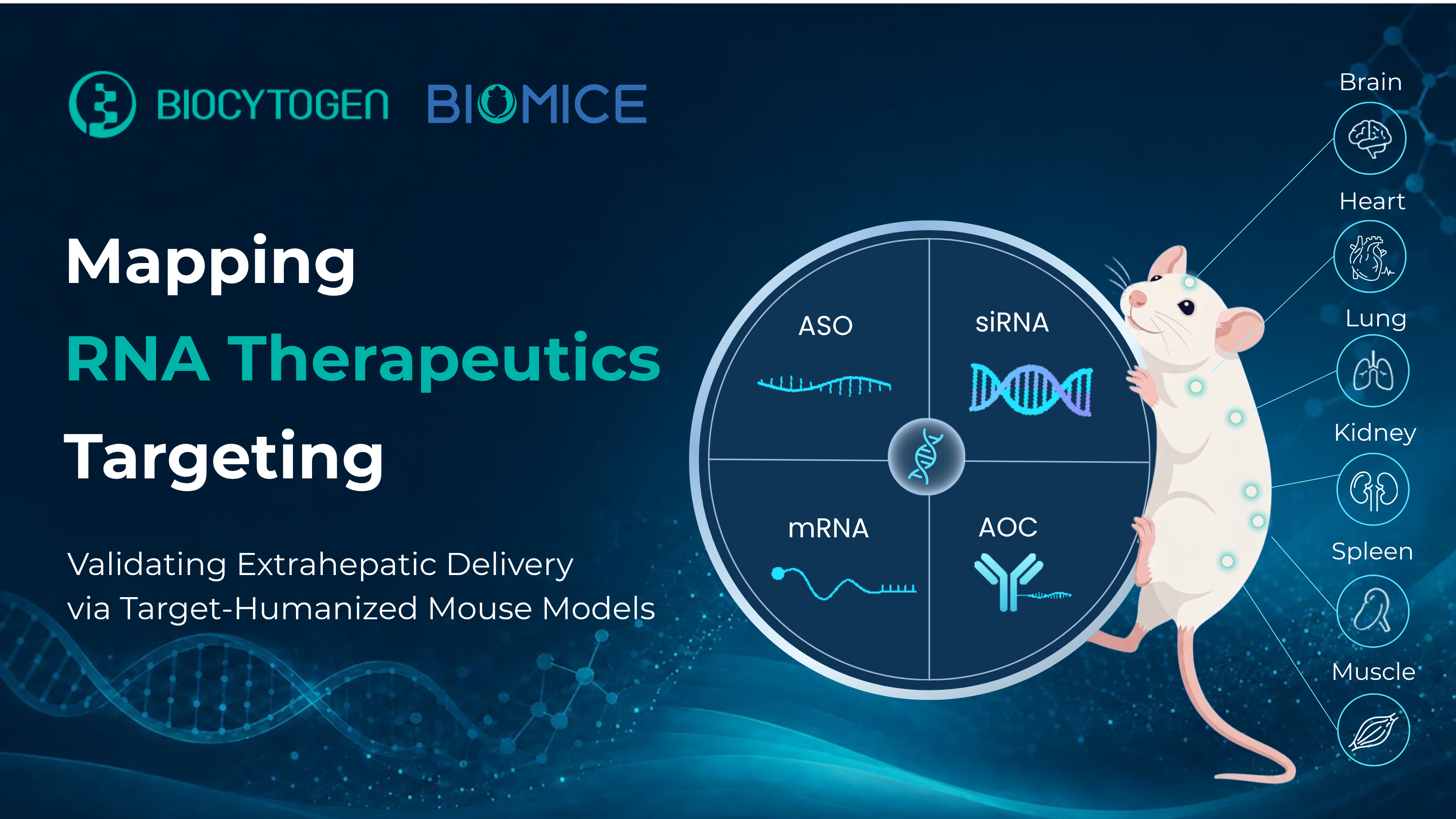 Mapping RNA Therapeutics Targeting: Validating Extrahepatic Delivery via Target-Humanized Mouse Models