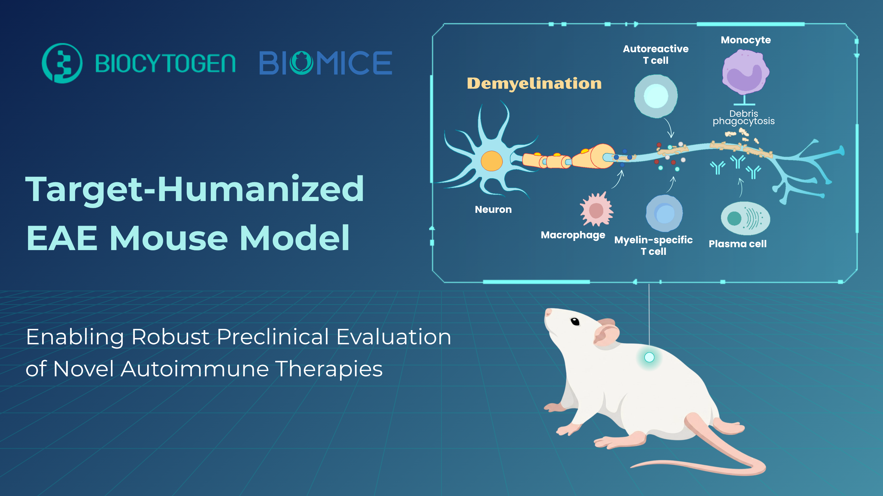 Target-Humanized EAE Mouse Model: Enabling Robust Preclinical Evaluation of Novel Autoimmune Therapies