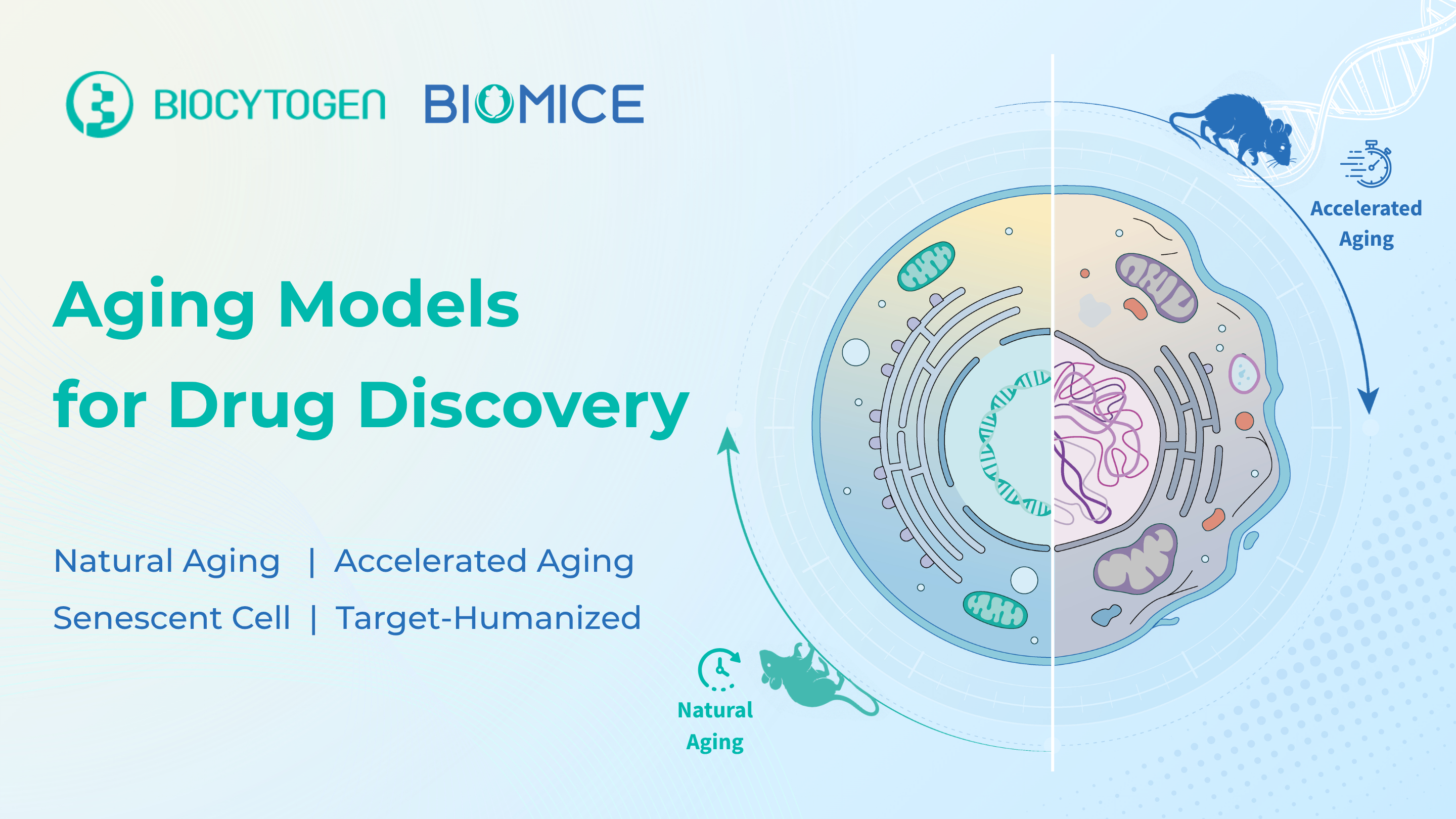 Advancing Aging Therapeutics: Preclinical Mouse Models for Aging Drug Discovery and Translational Research