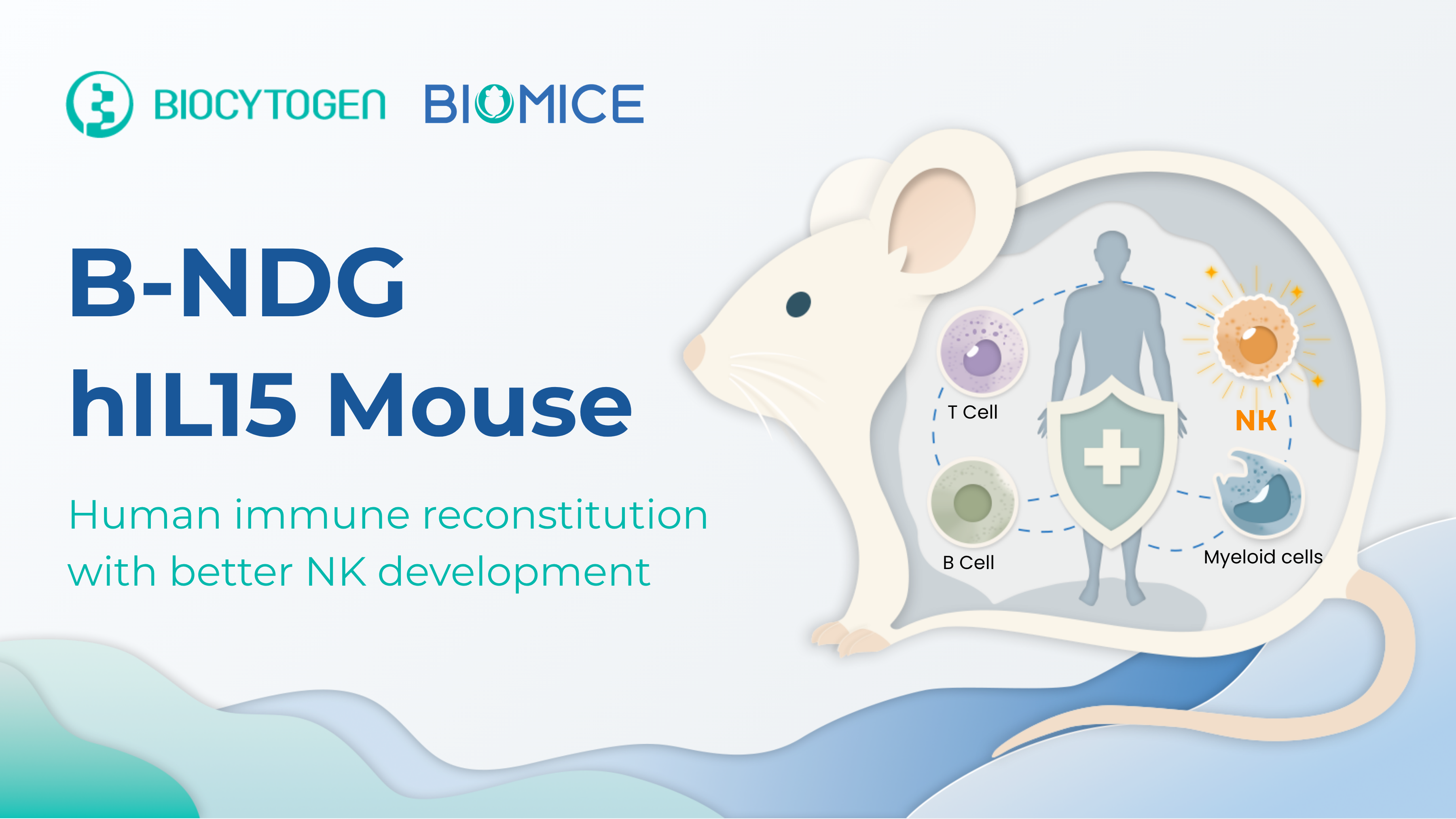 B-NDG hIL15 Mice: Expanding Human Immune Reconstitution for Complex Immuno-Oncology Therapies