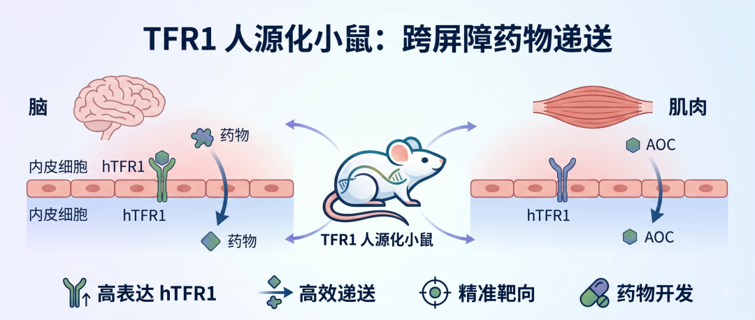 TFR1人源化小鼠：覆盖BBB穿透、肌肉递送与安全性评价