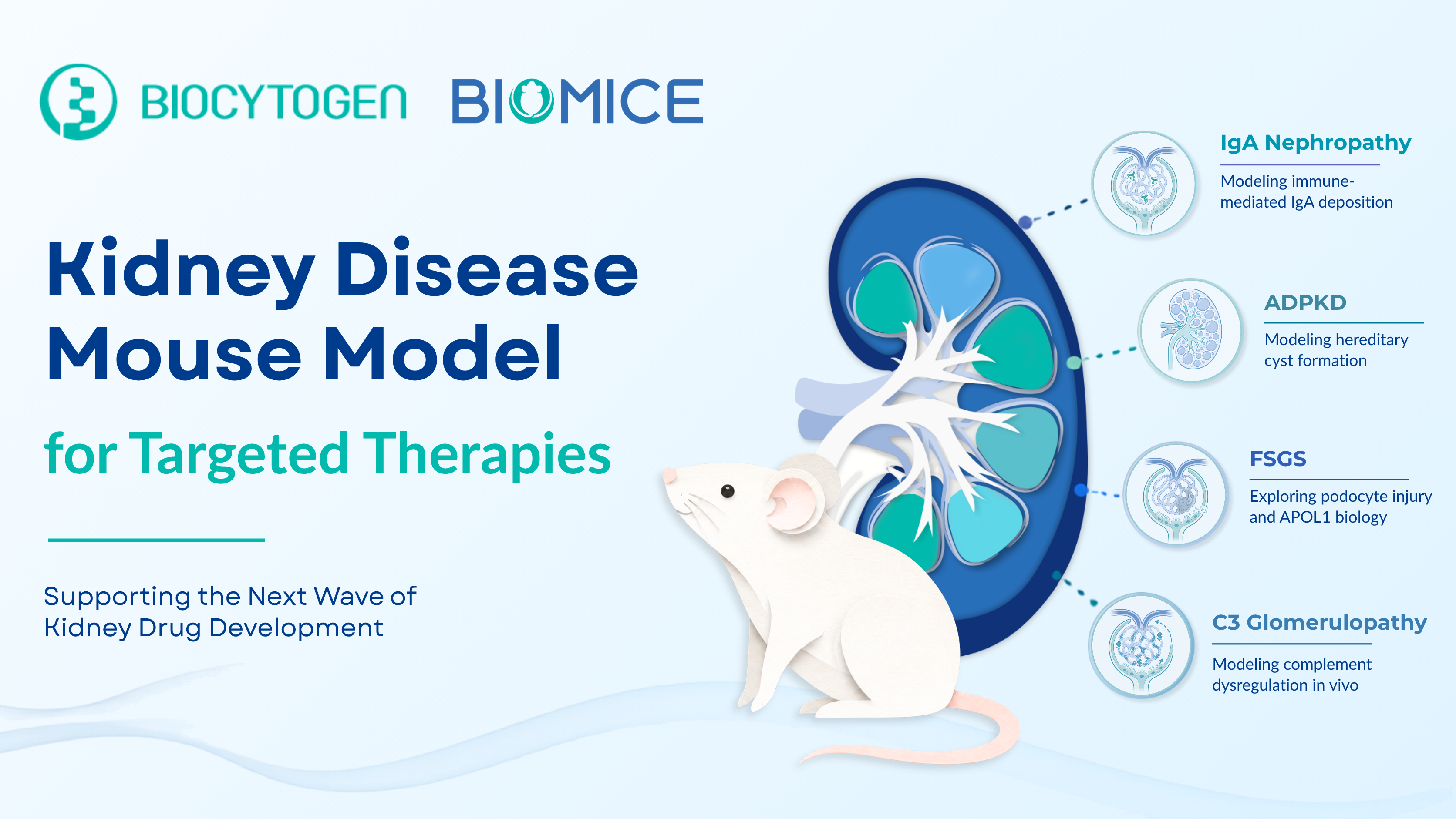 Emerging Targets, Better Models: Advancing Kidney Disease Drug Development