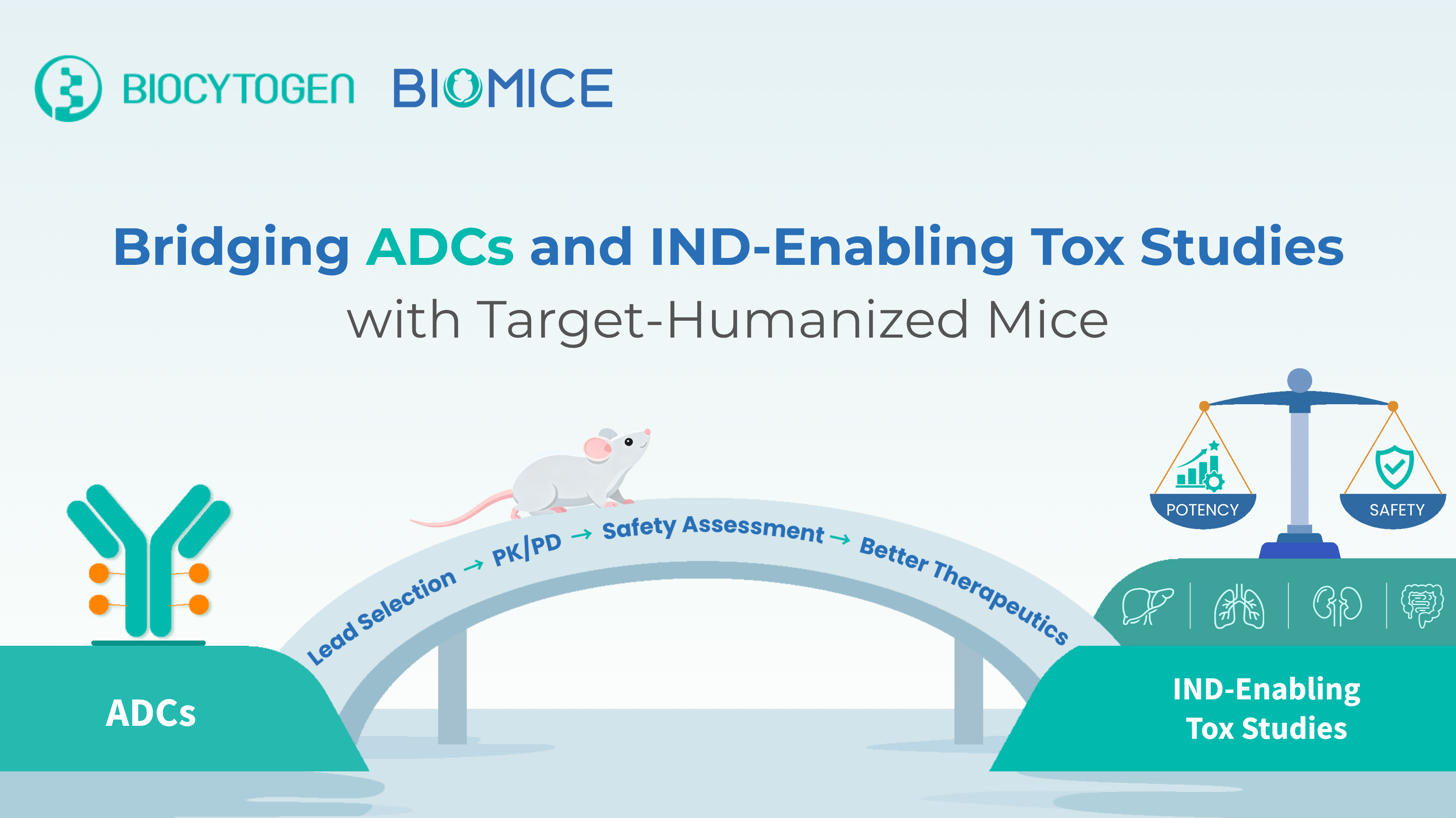 Bridging ADCs and IND-Enabling Tox Studies with Target Humanized Mouse Models