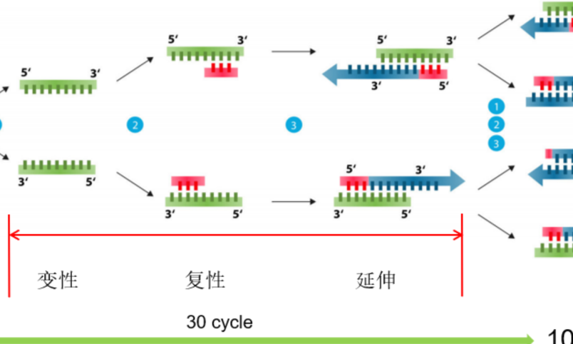 基因工程小鼠基因型鉴定 -PCR与Southern Blot