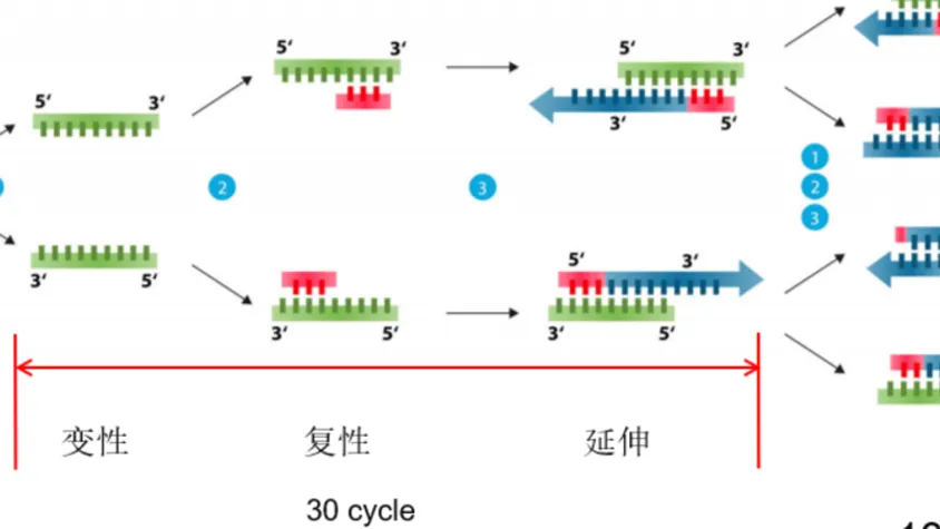 基因工程小鼠基因型鉴定 -PCR与Southern Blot