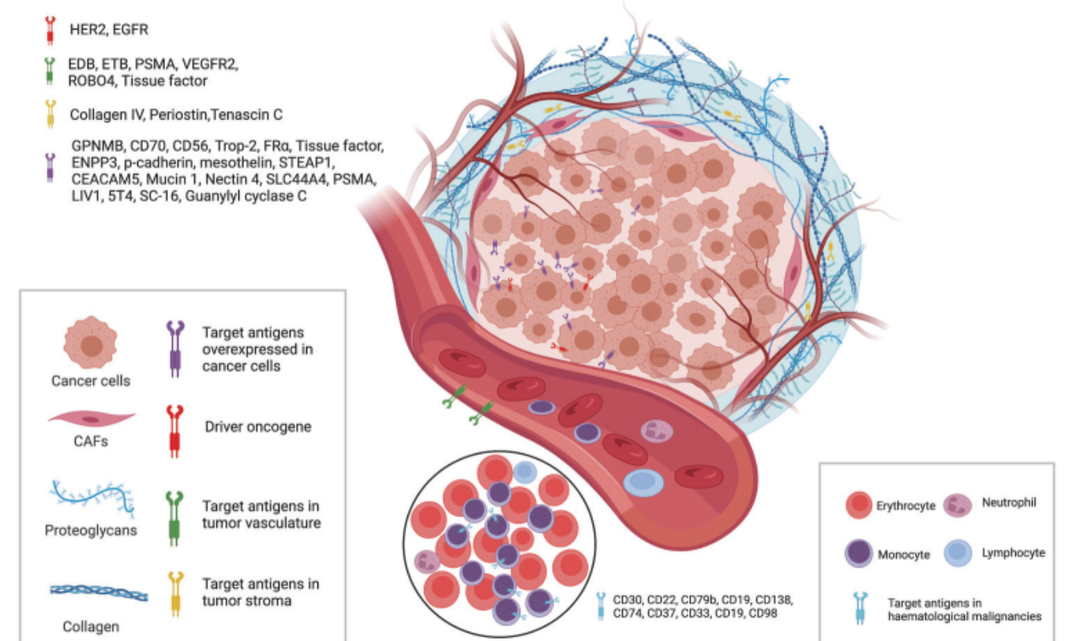 干货！&ldquo;魔法子弹&rdquo;--ADC药物的临床前药效评估