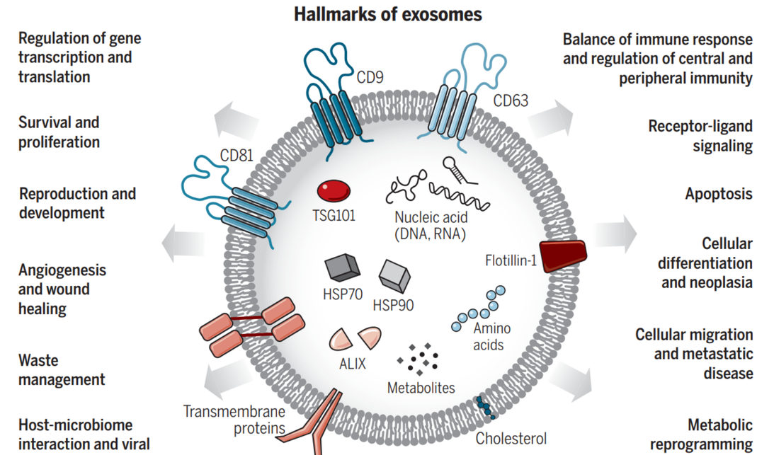 小小的外泌体，大大的应用潜力