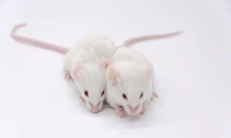不想猜猜猜，基因工程小鼠究竟如何命名？