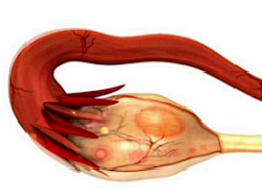 想让你的小鼠生一个连？超数排卵了解一下
