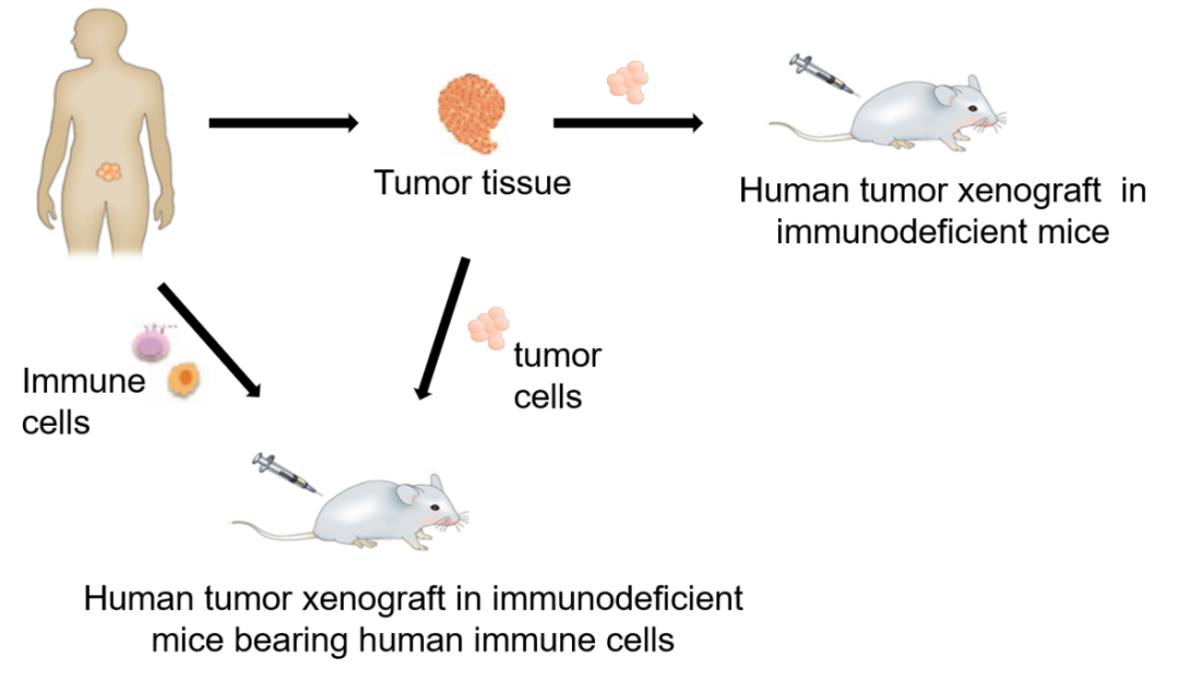 免疫重建肿瘤模型实验基础指南
