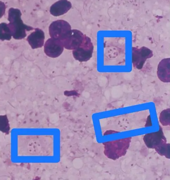 守护鼠宝健康--蛲虫和卡氏肺孢子菌介绍