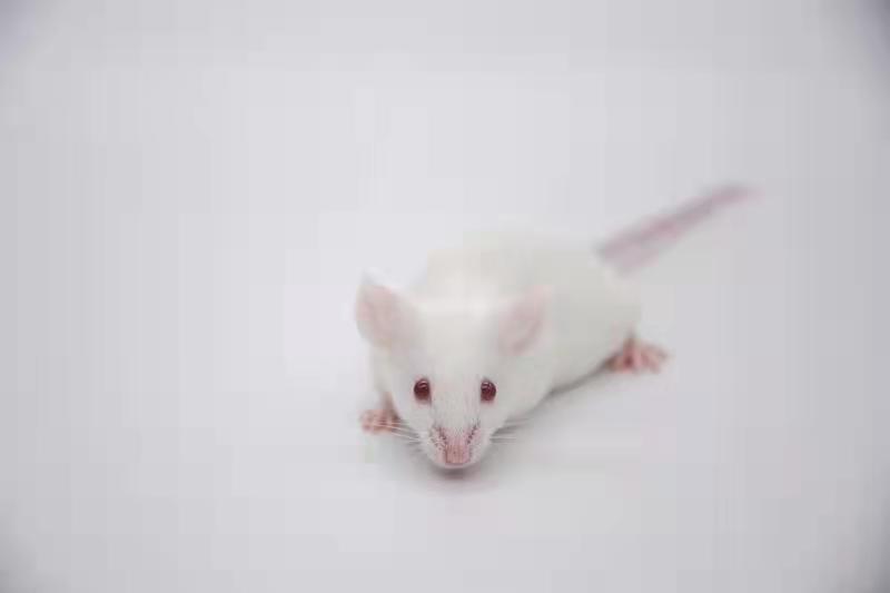 免疫缺陷小鼠死亡，怎么办？