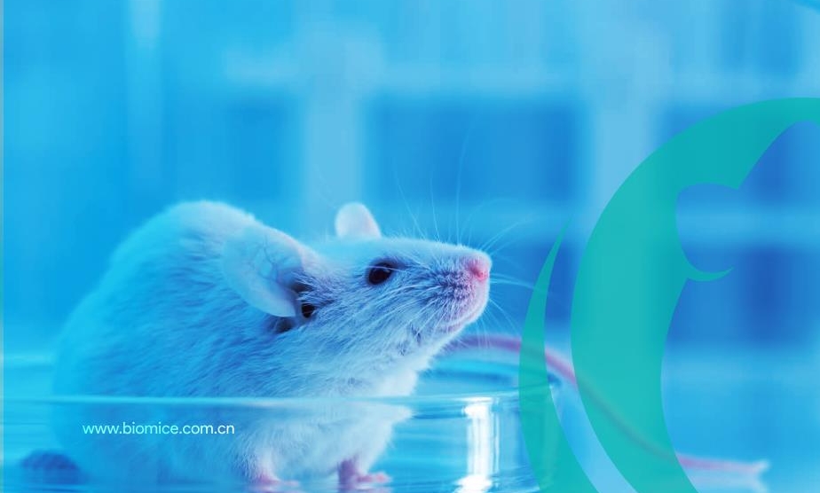 猴子紧缺，小鼠替补？