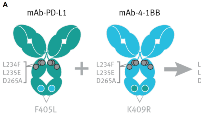 CANCER DISCOVERY | PD-L1&times;4-1BB双抗：GEN1046，攻坚免疫治疗耐药