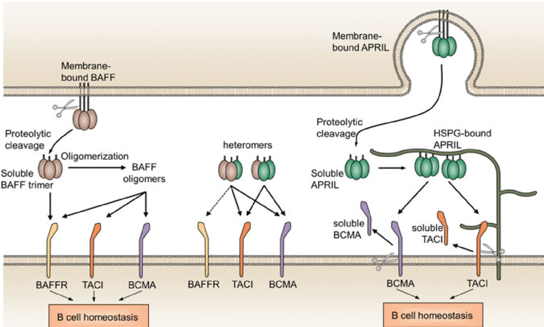 BAFF，自身免疫性疾病治疗新靶点