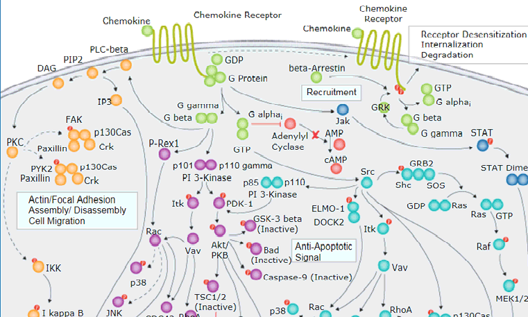 靶向免疫治疗&ldquo;黄金搭档&rdquo;--趋化因子CCR家族