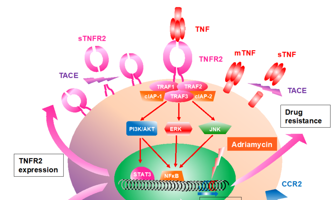 肿瘤免疫新一代&ldquo;王牌&rdquo;的潜力靶标：TNFR2