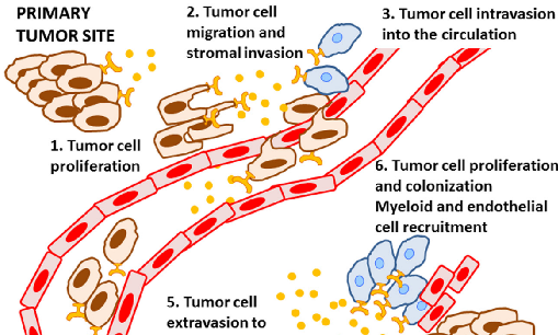 聊聊CC趋化因子亚族，掌握促癌&抗癌双重密码