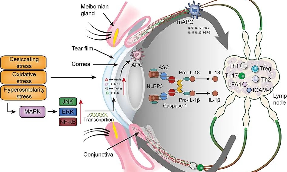眼科新药赛道火热，VEGF之后谁能成为新的&ldquo;吸睛&rdquo;靶点？