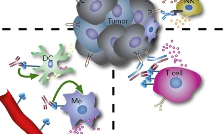 4-1BB激动剂担心肝毒性？没关系，4-1BB系列人源化小鼠来帮你