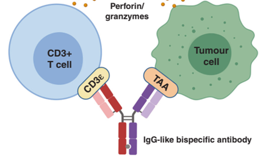 肿瘤免疫治疗靶点CD3，热门&ldquo;王炸CP&rdquo;开拓双抗新赛道！