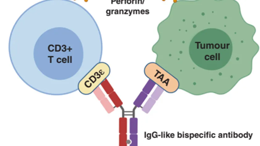 肿瘤免疫治疗靶点CD3，热门“王炸CP”开拓双抗新赛道！