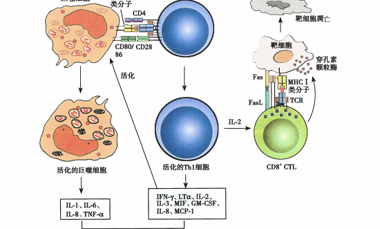 模型速递｜迟发性超敏反应（DTH）疾病模型