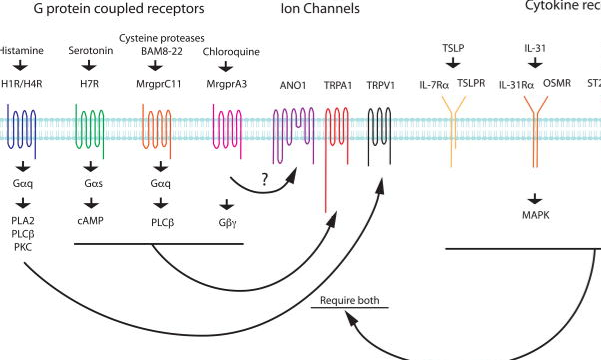 感觉生物学起步较晚但发展快速的领域-你为什么会痒